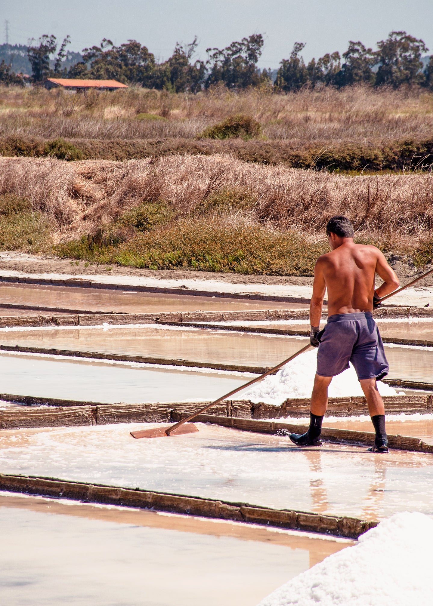 A producer raking salt in the pans, Figueira da Foz