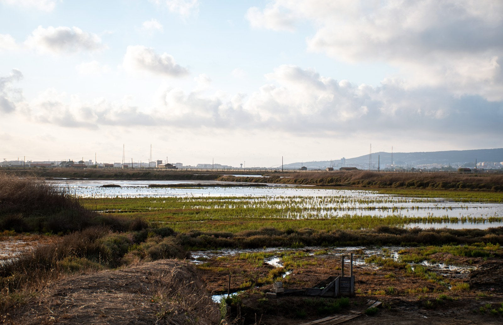 A salt pan left to the reeds and the tide, Figueira da Foz